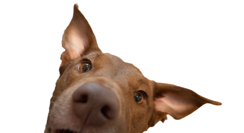 Dancing Paws Gibraltar logo