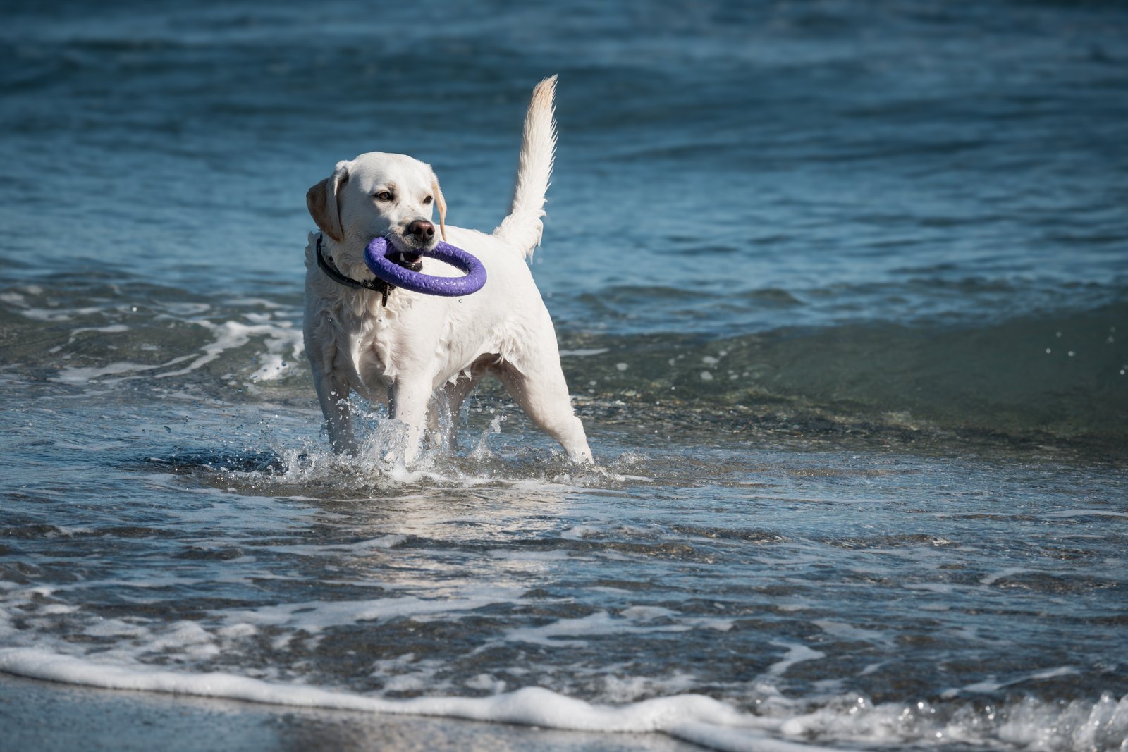 Dog photography portfolio picture 3