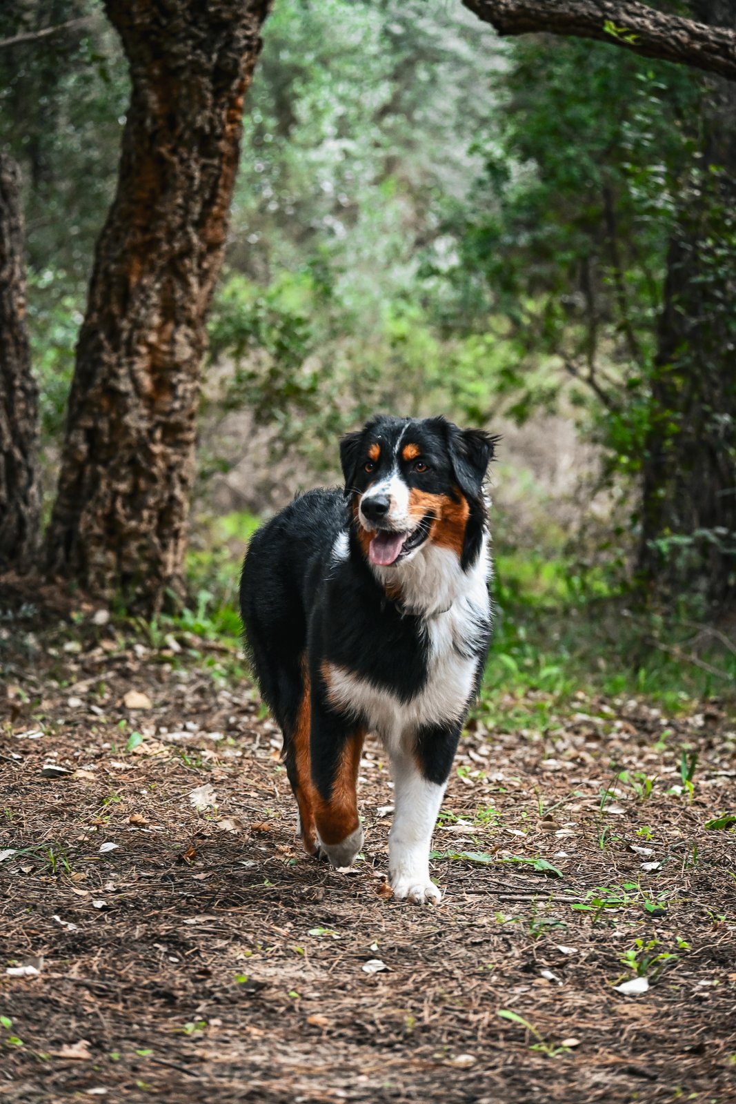 Dog photography portfolio picture 4
