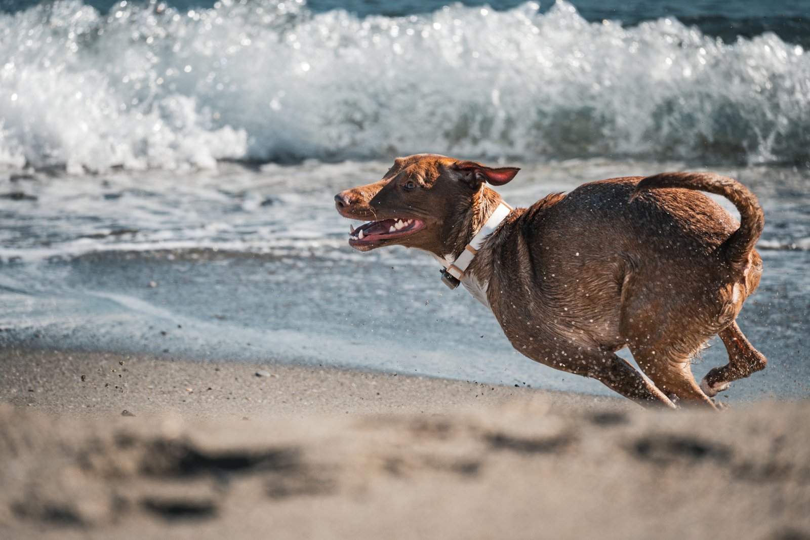Dog photography portfolio picture 5