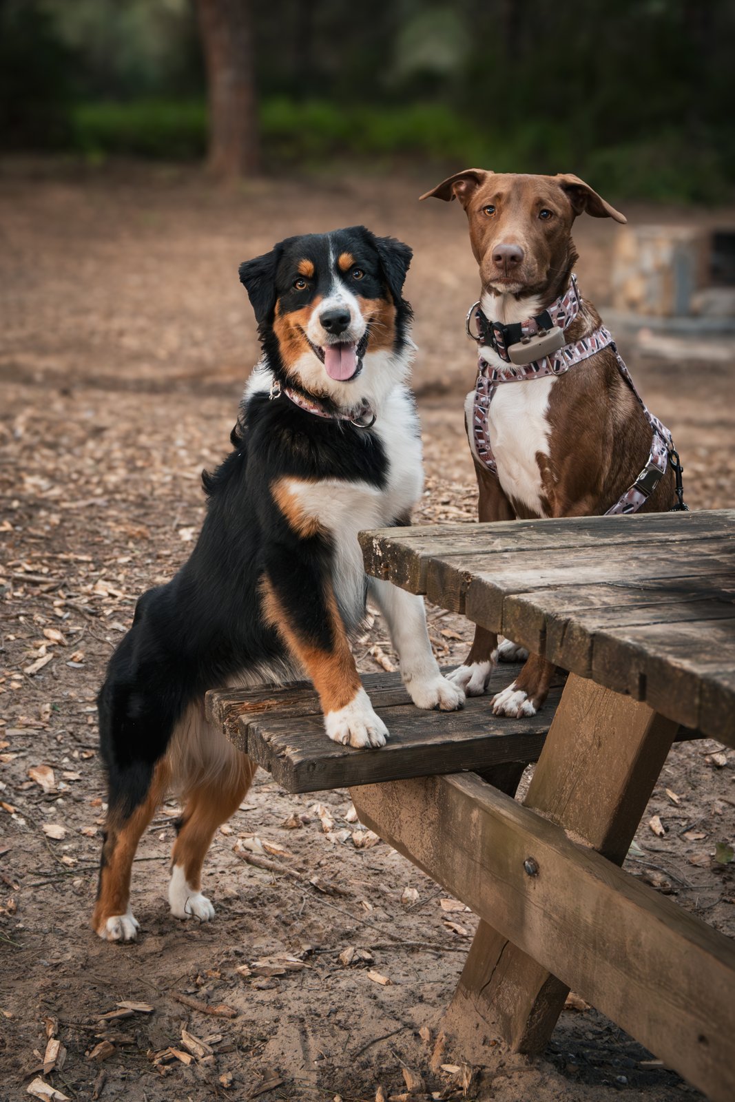 Dog photography portfolio picture 6