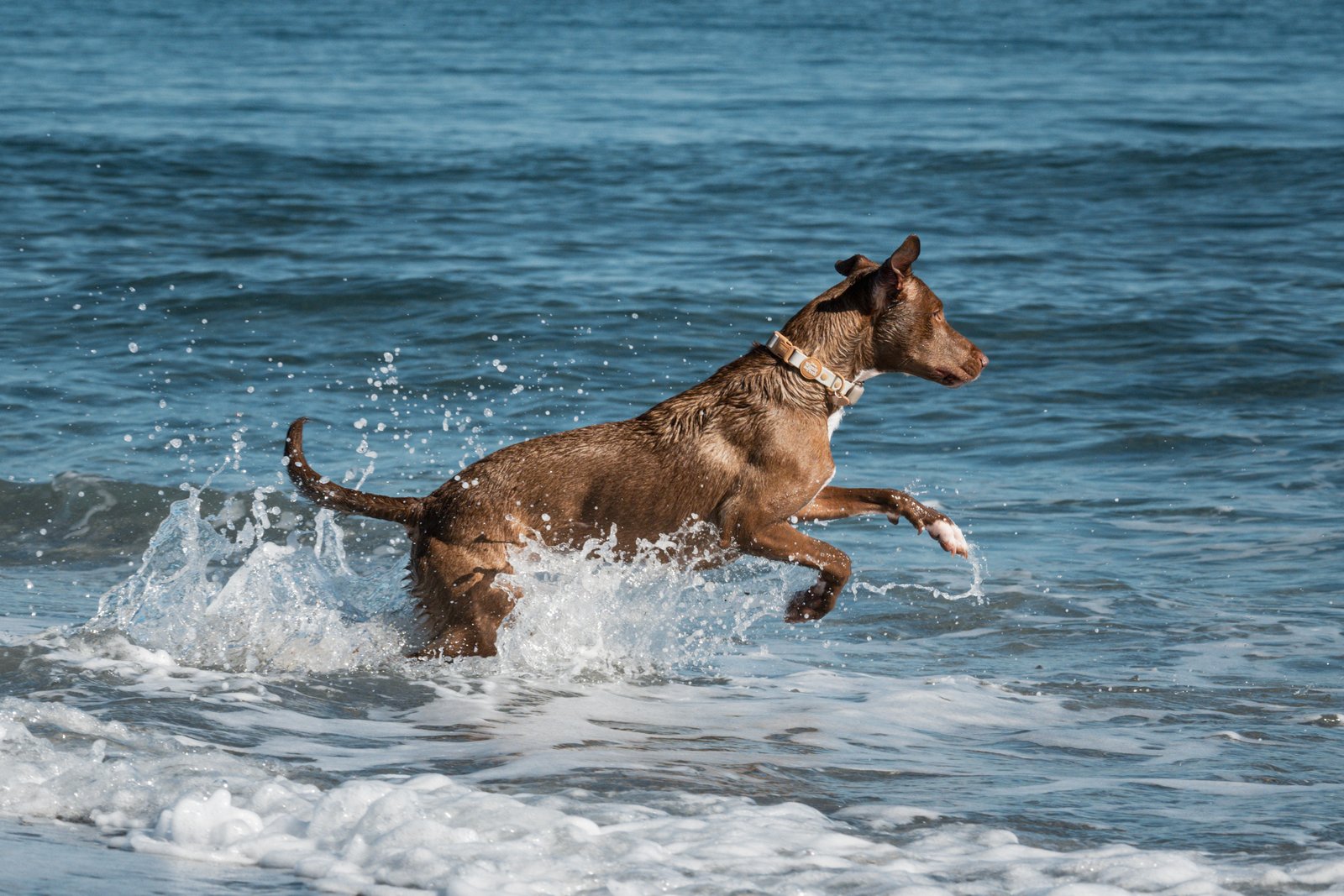 Dog photography portfolio picture 8