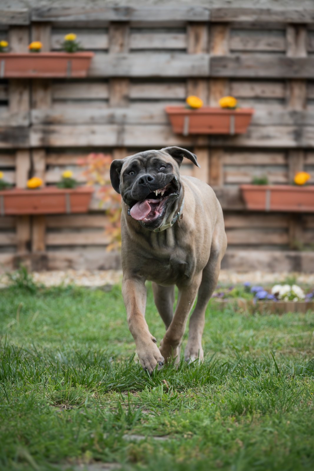 Dog photography portfolio picture 9