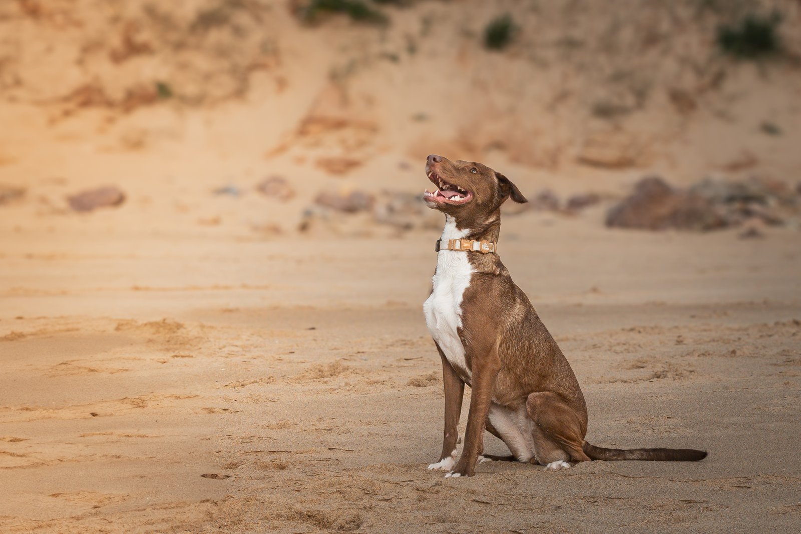 Dog photography portfolio picture 12