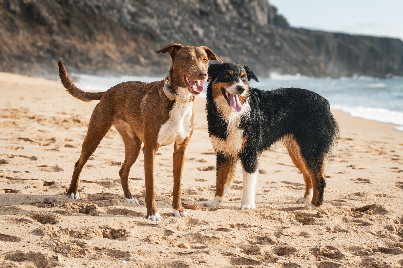 Dog photography portfolio picture 13